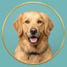 User profile avatar